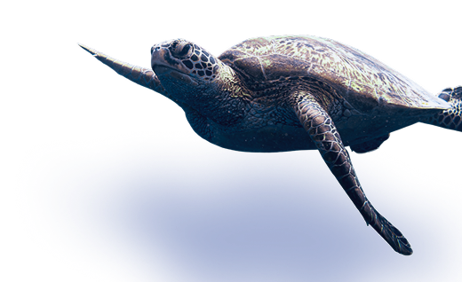 Photo based ID verification